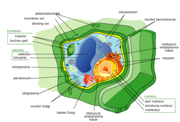 Bagian-Bagian Sel