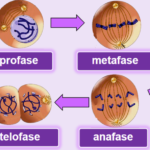 Sifat Sel Anak Mitosis