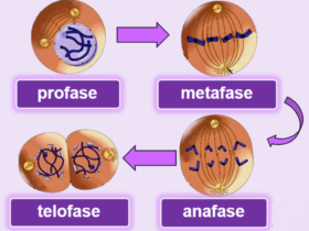 Sifat Sel Anak Mitosis