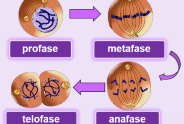 Sifat Sel Anak Mitosis