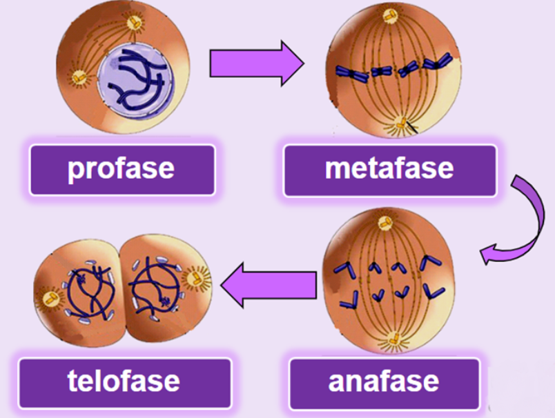 Sifat Sel Anak Mitosis